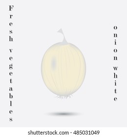 White onion isolated on white background fresh vegetables inscription art abstract creative modern vector