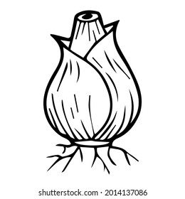 white onion line vector illustration,isolated on white background,top view