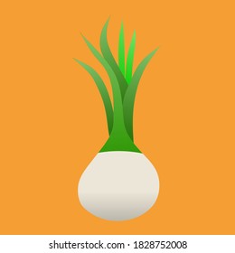 white onion on a colored background