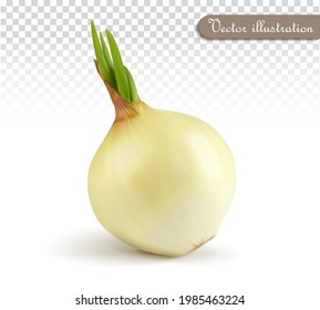 White onion on a transparent background. Vector illustration.
