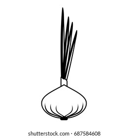 white onions vegetable icon image 