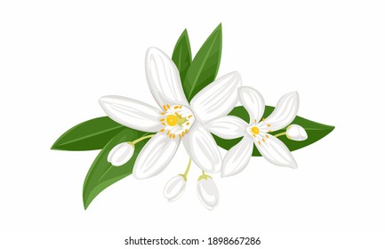 White orange flowers isolated on white background. Blooming branch of neroli with buds and green leaves. Vector illustration of a fragrant plant in cartoon flat style.