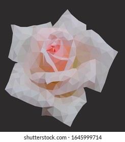 White and orange polygon spring flower	