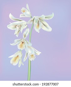 white orchid