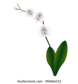 White orchid.