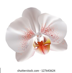 White orchid flower
