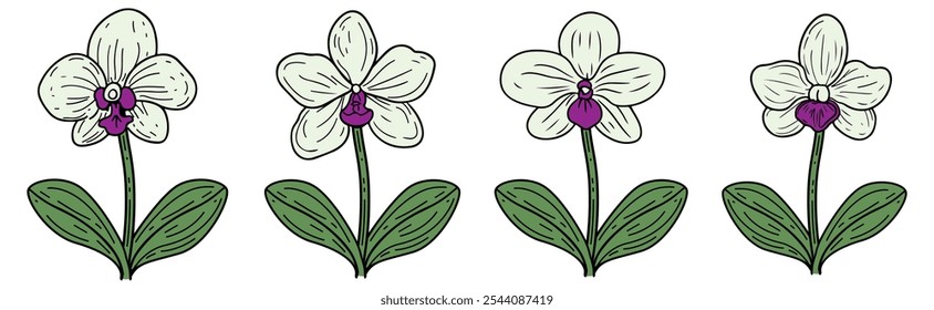 White Orchid Flower with Green Leaves