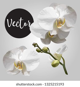 White Orchid Flower Hand Drawn Vector Illustration