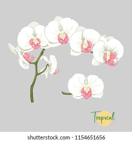 White orchid flower. Tropical plant.  Colored vector illustration in botanical style.  Isolated on grey background.