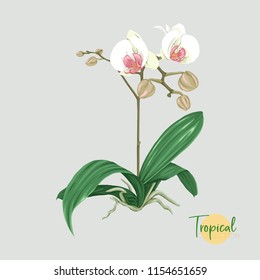 White orchid flower. Tropical plant.  Colored vector illustration in botanical style.  Isolated on grey background.