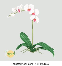 White orchid flower. Tropical plant.  Colored vector illustration in botanical style.  Isolated on grey background.