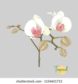 White orchid flower. Tropical plant.  Colored vector illustration in botanical style.  Isolated on grey background.