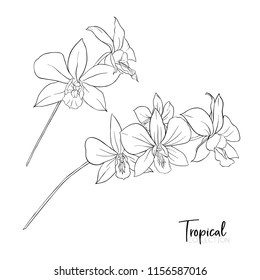 White Orchid Flower. Tropical Plant. Vector Illustration In Botanical Style. Outline Drawing.  Isolated On White Background.