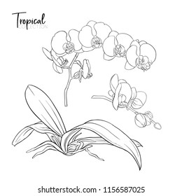 White orchid flower. Tropical plant. Vector illustration in botanical style. Outline drawing.  Isolated on white background.