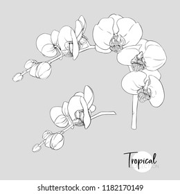 White orchid flower. Tropical plant. Graphic drawing, engraving style. vector illustration.
