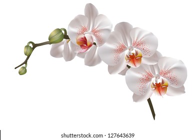 White orchid flowers