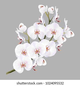 White orchid flowers (Phalaenopsis). Realistic vector illustration on gray background.
