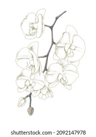 White orchid isolated on white background