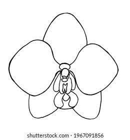 Orquídea blanca sobre un fondo blanco, dibujada a mano.Las barras vectoriales se pueden usar en postales, textiles y páginas de coloreo.