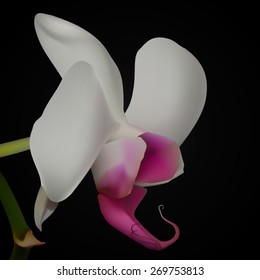 white orchid on a black background