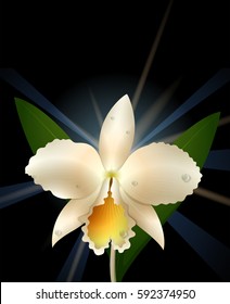 White orchid on black background illustration