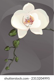 white orchid on gray background