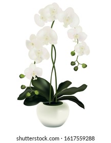 White orchid in a pot on a white background