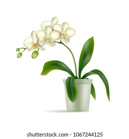 White orchid pot realistic isolated. Tropical exotic flower in tub. Vector illustration