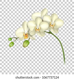 White orchid realistic transparent background. Tropical exotic flower. Vector illustration