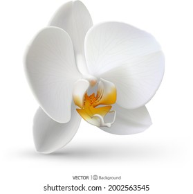 White orchid. Vector illustration. Eps 10.