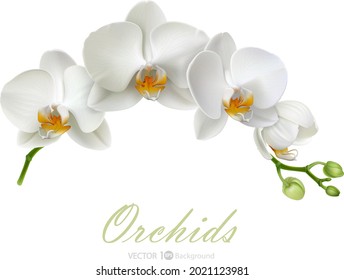 White orchid. Vector illustration. Eps 10.