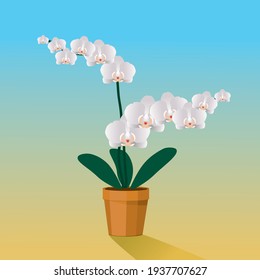 
A white Orchidaceae plant in a terracotta pot