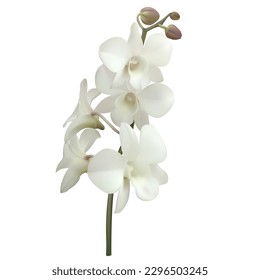 White orchids. Beautiful tropical flower. Floral background. Petals. Buds. Phalaenopsis.