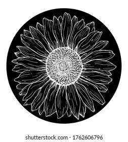 White outline sunflower line art in black circle isolated on white background. Hand drawing botanical vector illustration for logo design, cards, prints.