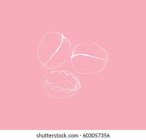 White outline vector walnut sketch illustration