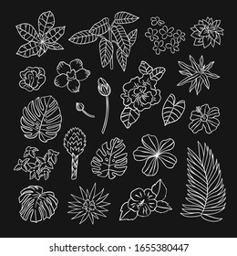 White outlined tropical plants, leaves and flowers vector illustration set on black background