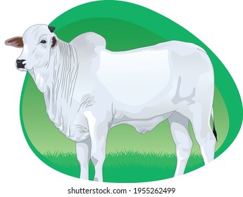 white ox in green pasture