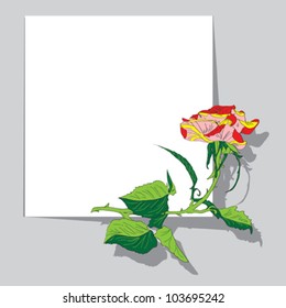 white paper and colour rose vector
