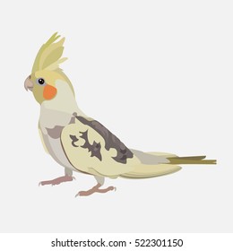 
white parrot