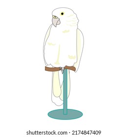 A white parrot with white background