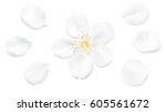 White pastel background with spring flower petals. Apple tree blossom petals illustration