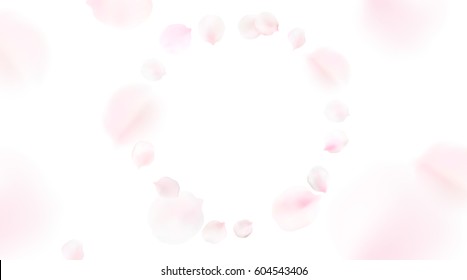 White pastel background with spring flower petals. Cherry blossom petals illustration