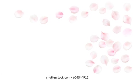 White pastel background with spring flower petals. Cherry blossom petals illustration