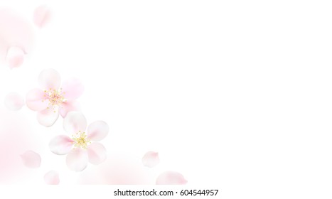 White pastel background with spring flower petals. Cherry blossom petals illustration