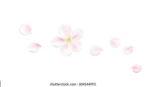 White pastel background with spring flower petals. Cherry blossom petals illustration