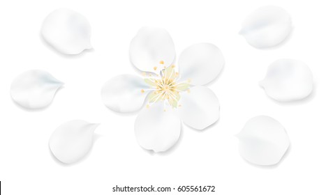 White pastel background with spring flower petals. Apple tree blossom petals illustration