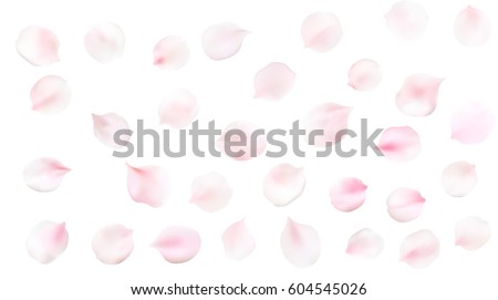 White pastel background with spring flower petals. Cherry blossom petals illustration