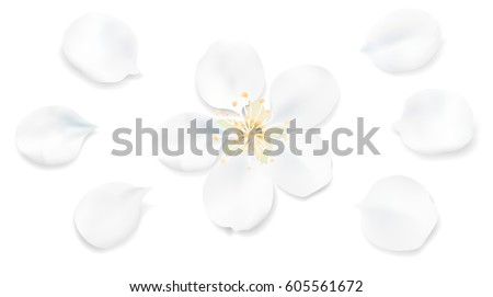 White pastel background with spring flower petals. Apple tree blossom petals illustration