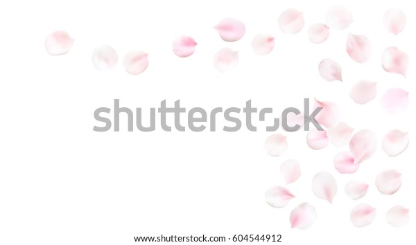 白いパステル背景に春の花びら 桜の花びらのイラスト のベクター画像素材 ロイヤリティフリー