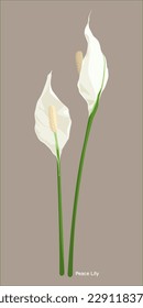 White Peace Lily Flower Isolated Vector, Tropical Flower Vector